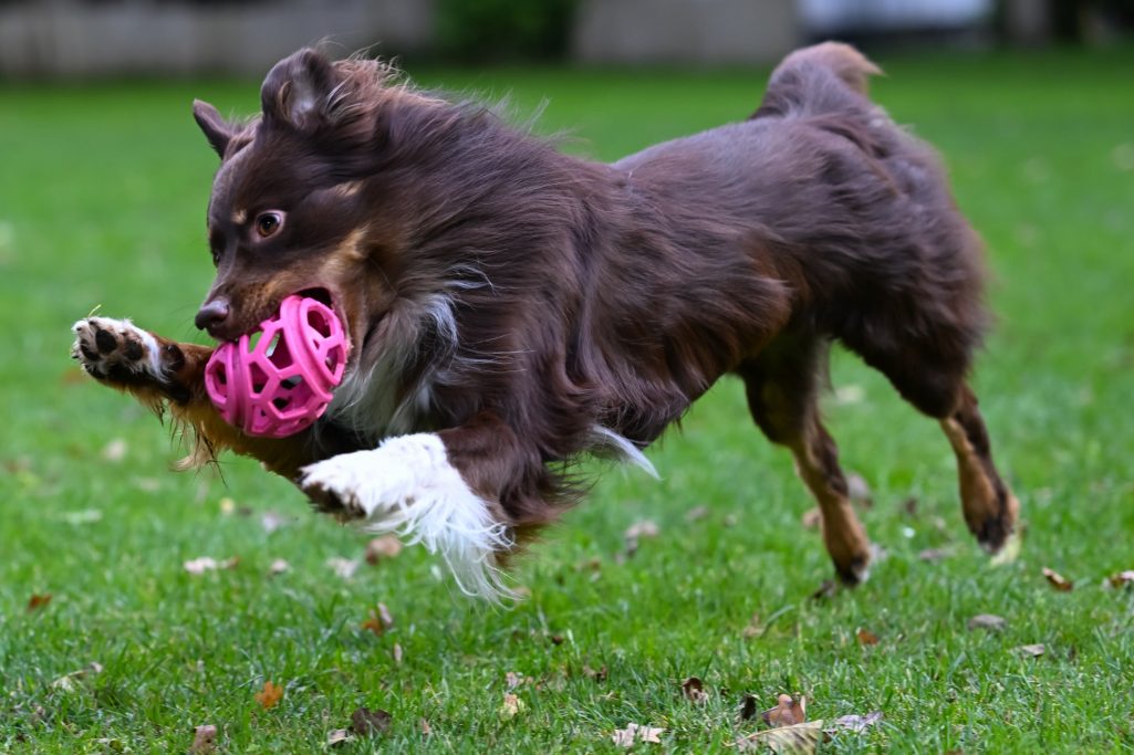 Ein brauner Hund springt spielerisch mit einem pinken Ball im Gras.