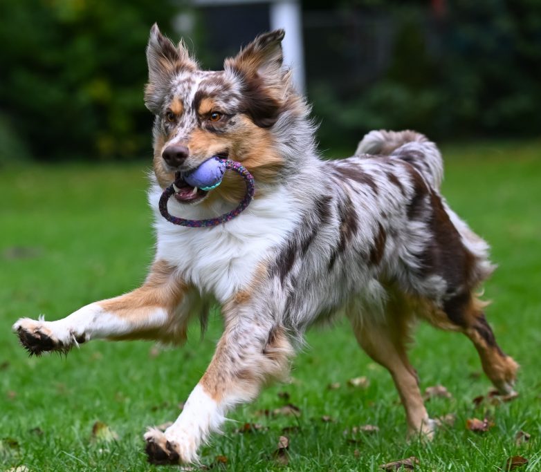 Ein lebhafter Hund, der mit einem Ball im Mund über eine grüne Wiese läuft.