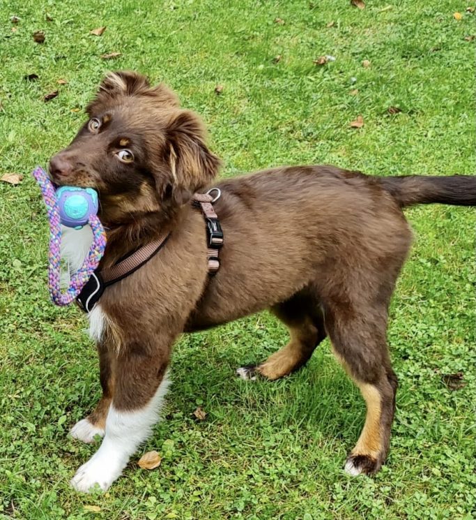 Brauner Hund mit Spielzeug im Maul steht auf grünem Rasen.