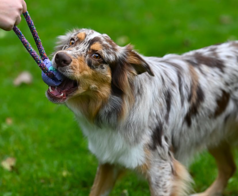 Ein Australian Shepherd spielt mit einem Spielzeug und zieht daran.